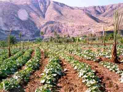 الطراونة ينتقد المشككين بجدوى القطاع الزراعي